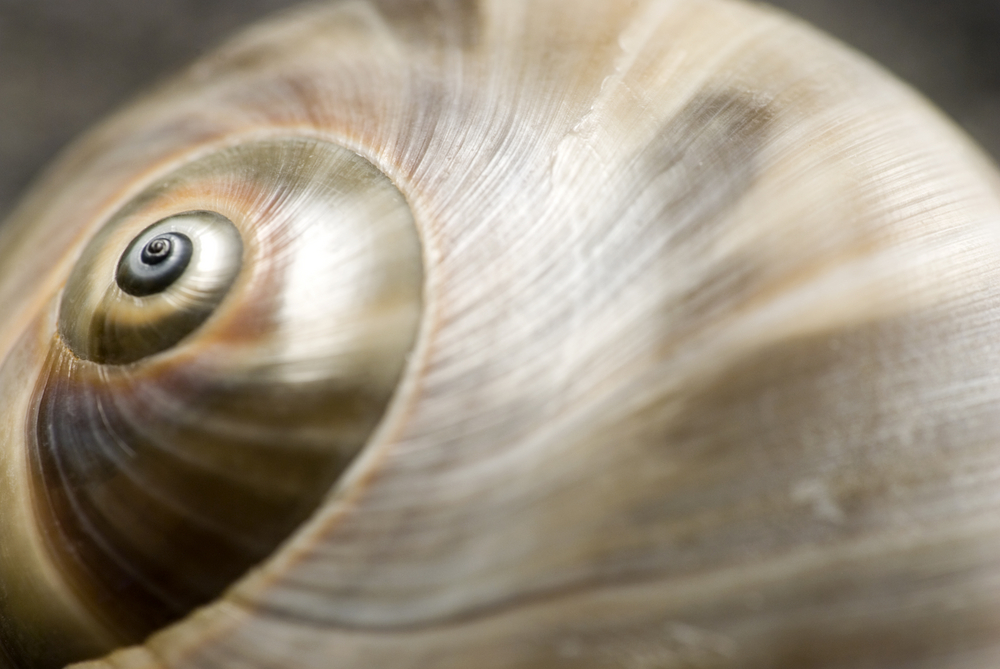 Spiraldynamik®
